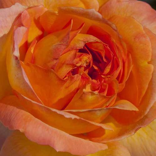 Online rózsa kertészet - teahibrid rózsa - narancssága - rózsaszín - Rosa René Goscinny ® - intenzív illatú rózsa - Alain Antoine Meilland - Mutatós, narancs-rózsaszínű virágaival hosszan díszítő, ellenálló fajta.
